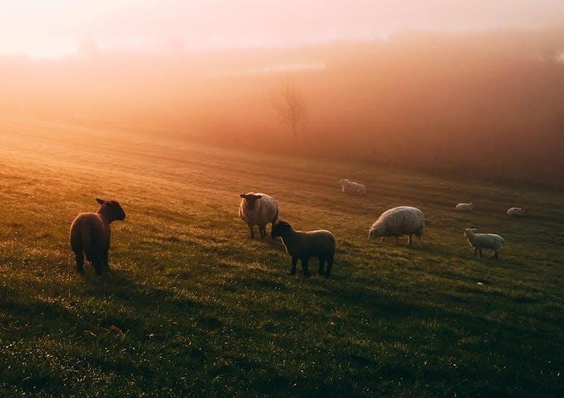 excellent sheep pdf