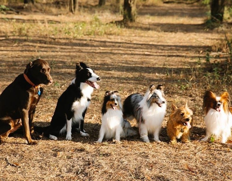 curious case of the dog in the nighttime pdf